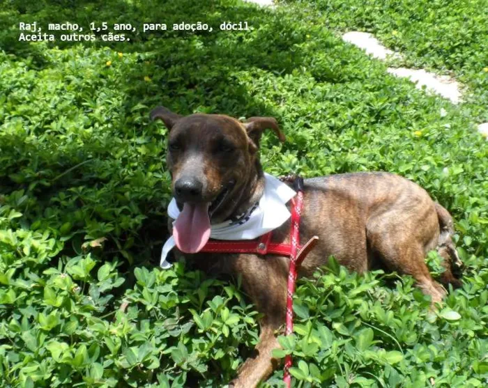 Cachorro raça SRD idade 1 ano nome RAJ