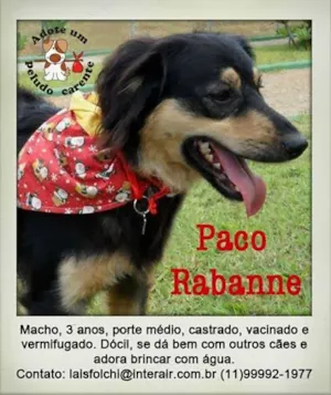 Cachorro raça SRD idade 3 anos nome Paco Rabane