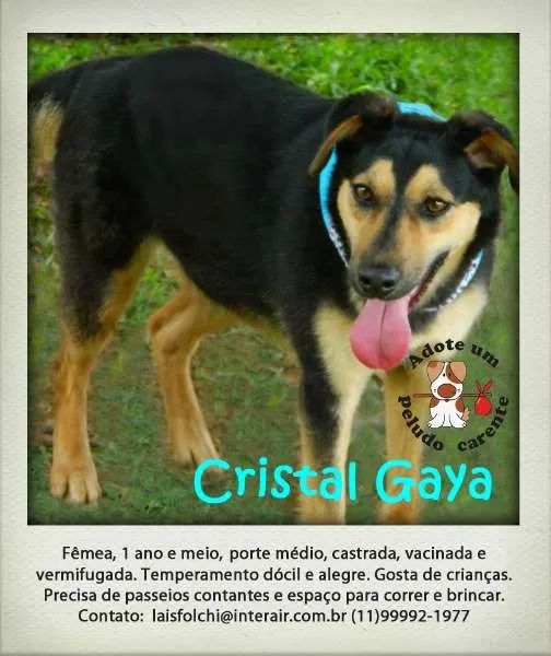 Cachorro raça SRD idade 1 ano nome Crystal
