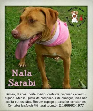 Cachorro raça SRD idade 3 anos nome NALA SARABI