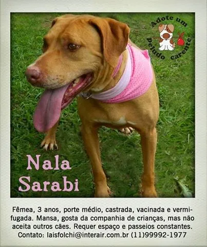 Cachorro raça SRD idade 3 anos nome NALA SARABI