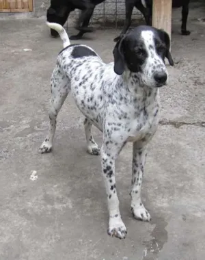 Cachorro raça SRD idade 5 anos nome BRENDO