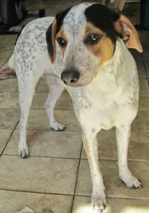 Cachorro raça SRD idade 1 ano nome THEO