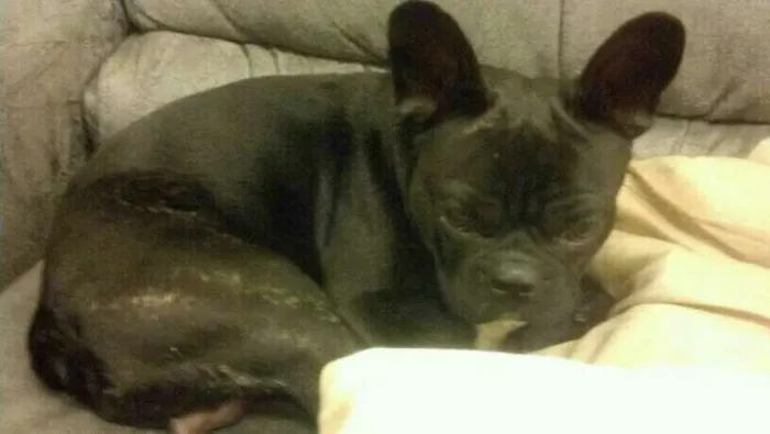 Cachorro ra a Bulldog frances idade 1 ano nome Neguinho