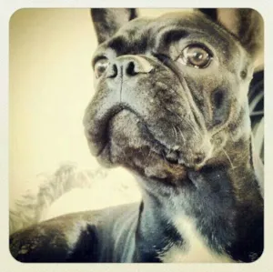 Cachorro raça Bulldog frances idade 1 ano nome Neguinho