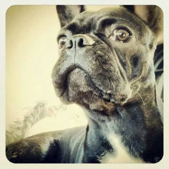 Cachorro ra a Bulldog frances idade 1 ano nome Neguinho