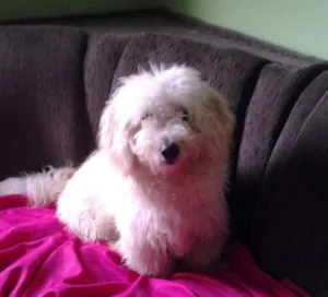 Cachorro raça Poodle idade 1 ano nome Brayham