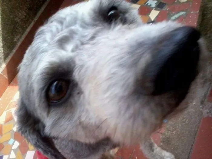 Cachorro ra a Poodle idade 5 anos nome Bob