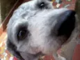 Bob