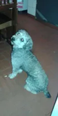 Bob