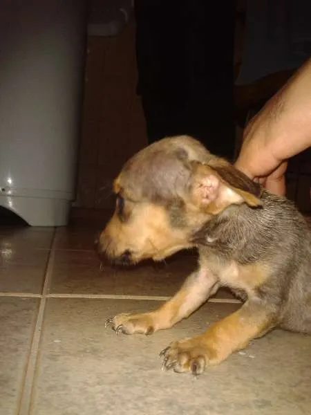 Cachorro ra a vira-lata  idade 2 a 6 meses nome sem nome 