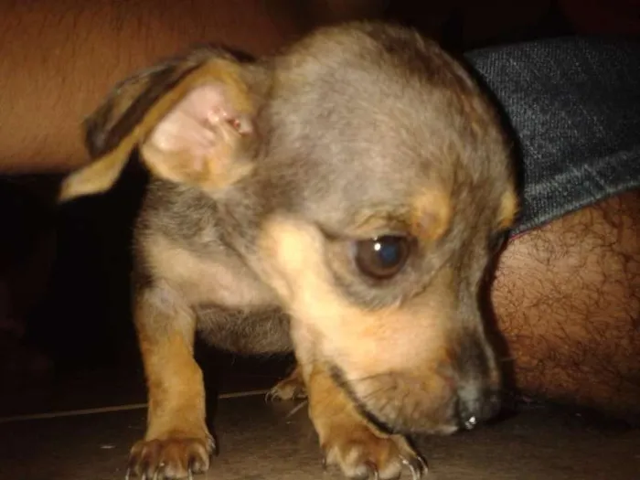Cachorro ra a vira-lata  idade 2 a 6 meses nome sem nome 