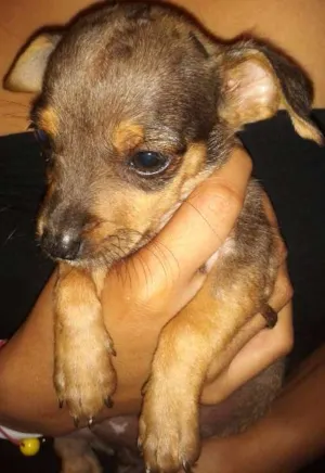 Cachorro raça vira-lata  idade 2 a 6 meses nome sem nome 