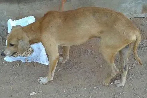 Cachorro ra a vira lata idade  nome não sei