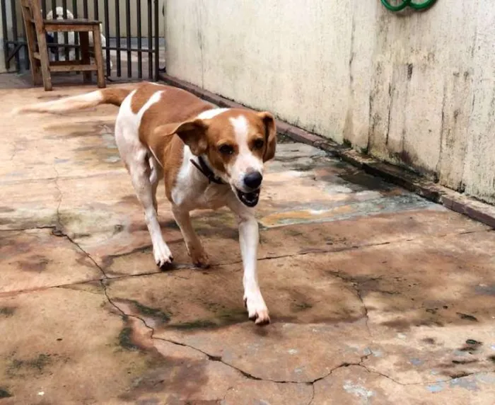 Cachorro ra a Srd idade 1 ano nome Dono URGENTE