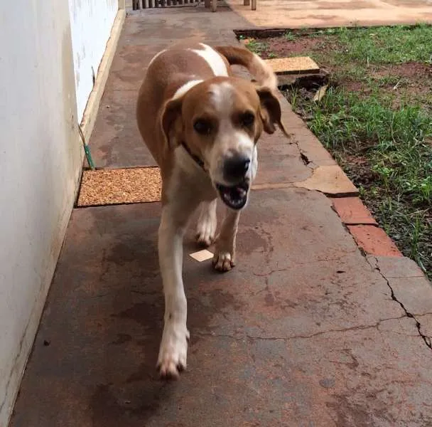 Cachorro ra a Srd idade 1 ano nome Dono URGENTE