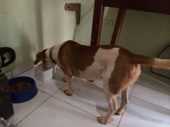 Cachorro ra a Srd idade 1 ano nome Dono URGENTE