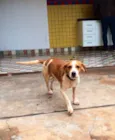 Dono URGENTE