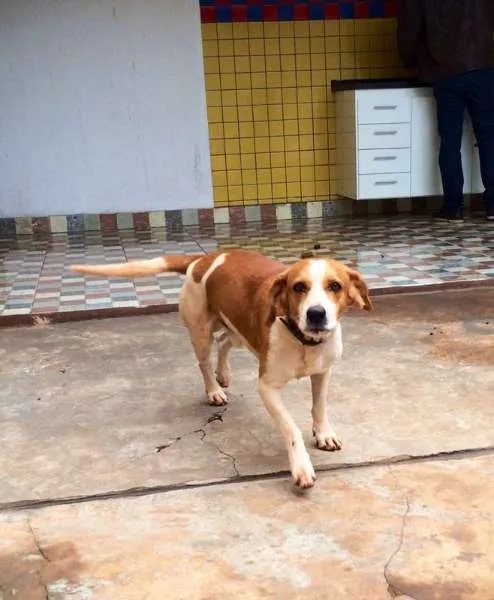 Cachorro ra a Srd idade 1 ano nome Dono URGENTE