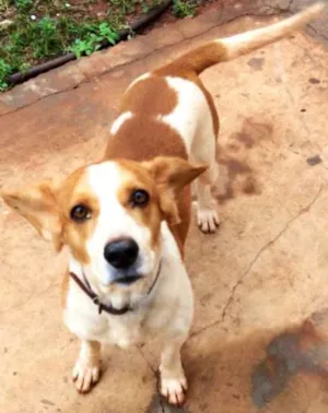 Cachorro raça Srd idade 1 ano nome Dono URGENTE