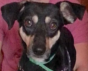 Cachorro raça SRD idade 1 ano nome TONY