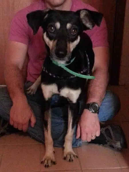 Cachorro ra a SRD idade 1 ano nome TONY