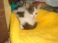 Bolinha