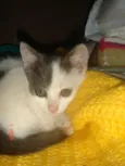 Bolinha