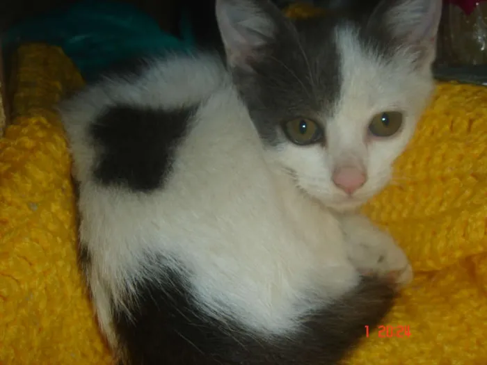 Gato ra a SRD idade Abaixo de 2 meses nome Bolinha