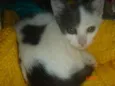 Bolinha