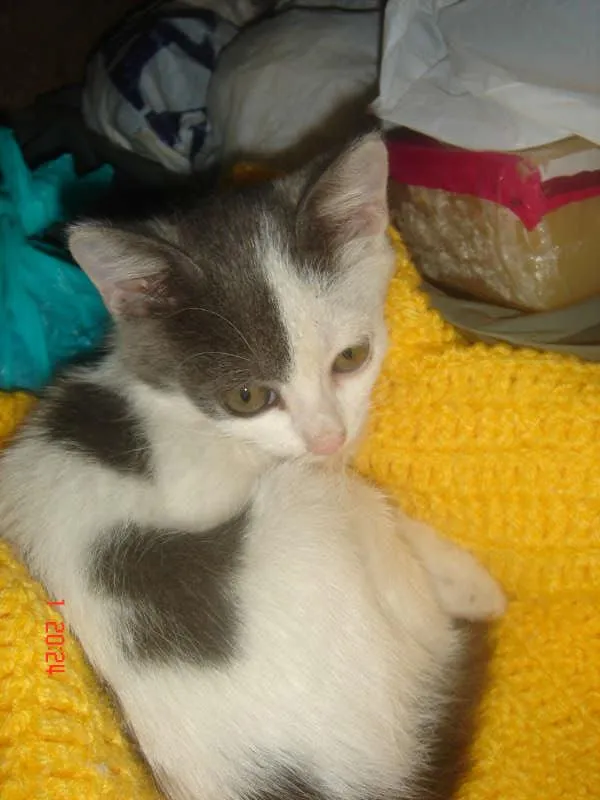 Gato ra a SRD idade Abaixo de 2 meses nome Bolinha