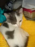 Bolinha