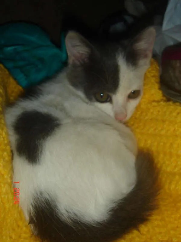 Gato ra a SRD idade Abaixo de 2 meses nome Bolinha