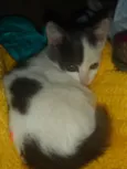 Bolinha