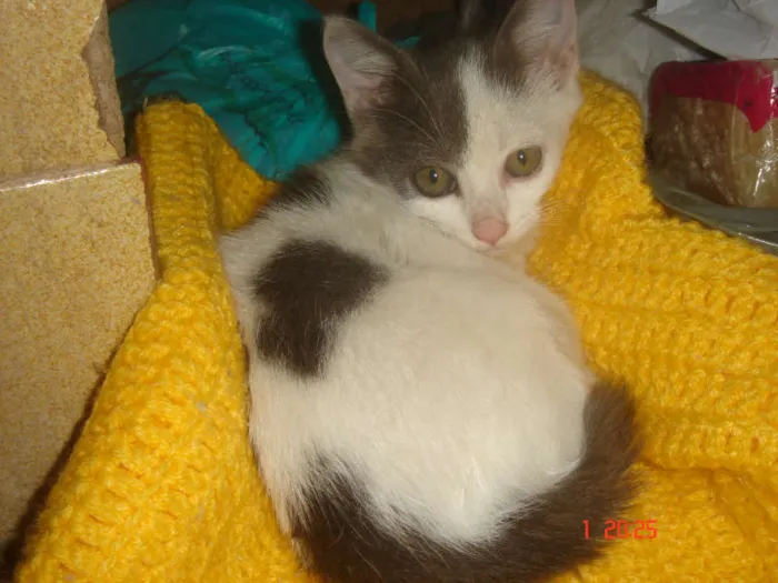 Gato ra a SRD idade Abaixo de 2 meses nome Bolinha