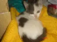 Bolinha