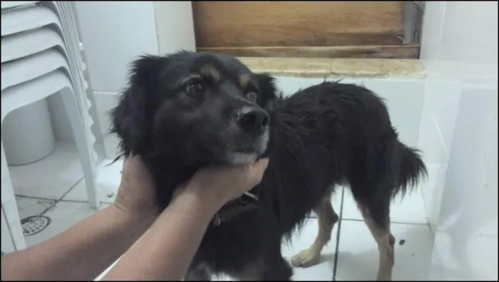 Cachorro ra a SRD idade 1 ano nome Sem nome