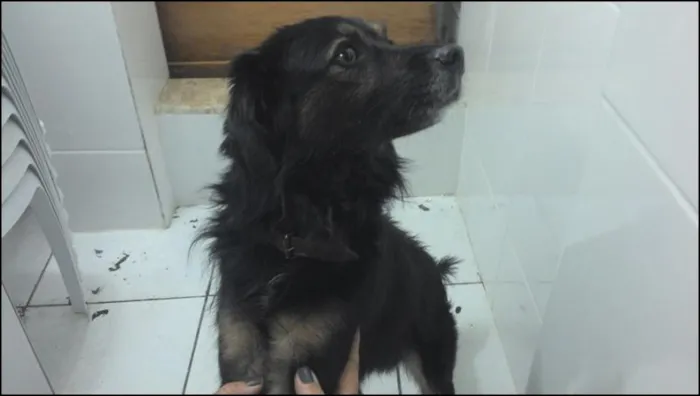 Cachorro ra a SRD idade 1 ano nome Sem nome