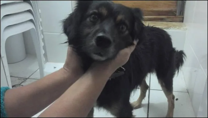 Cachorro ra a SRD idade 1 ano nome Sem nome