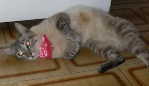 Gato raça Sialata idade 1 ano nome Cristal