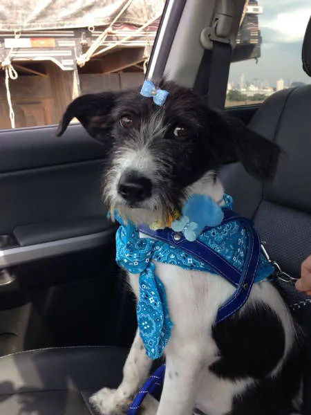 Cachorro ra a comum idade 1 ano nome pixuca