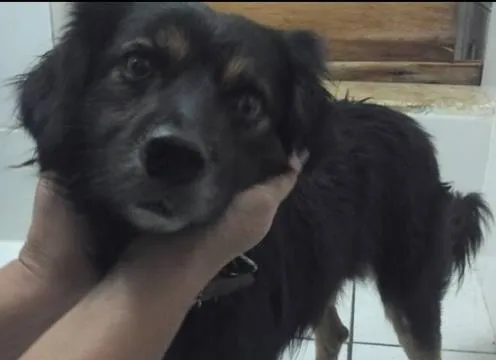 Cachorro ra a SRD idade 1 ano nome Sem nome