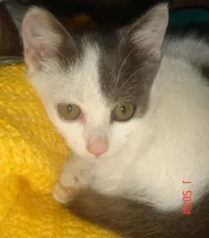 Gato raça SRD idade Abaixo de 2 meses nome Bolinha