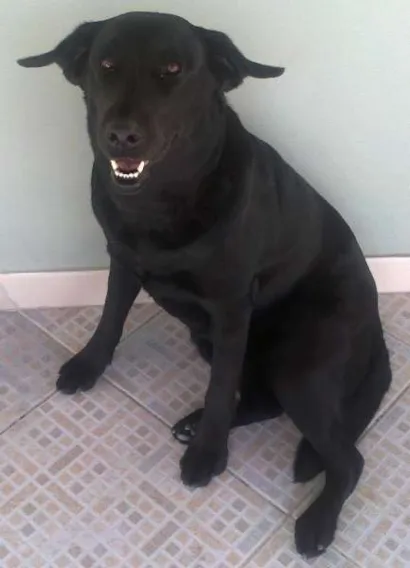Cachorro raça Labrador idade 6 ou mais anos nome Bolinha GRATIFICA