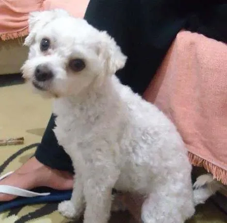 Cachorro ra a Maltês/poodle idade 2 anos nome Olie GRATIFICA