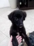 Teco