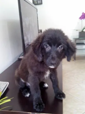 Cachorro raça vira lata idade 2 a 6 meses nome Teco
