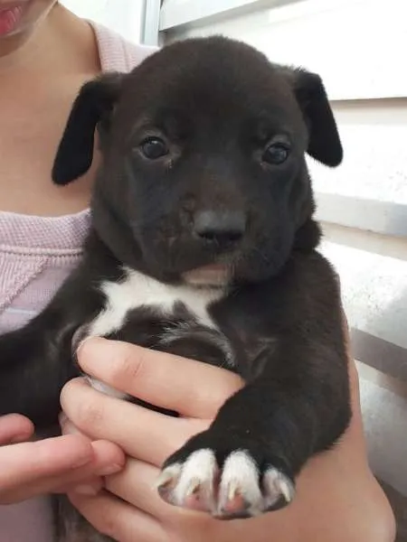 Cachorro ra a Indefinida idade Abaixo de 2 meses nome Irmãos Amorosos