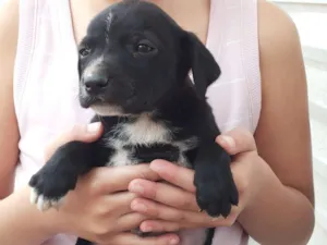 Cachorro raça Indefinida idade Abaixo de 2 meses nome Irmãos Amorosos