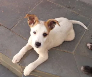 Cachorro raça srd idade 2 a 6 meses nome Charlotte, 3 meses,